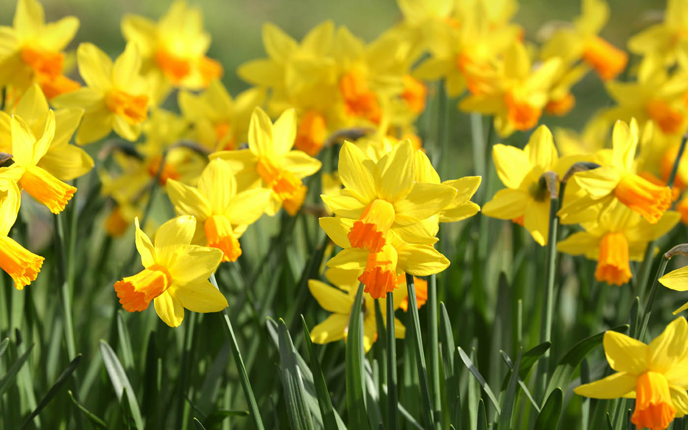 Daffodils in spring for Easter gift ideas and seasonal gifting inspiration