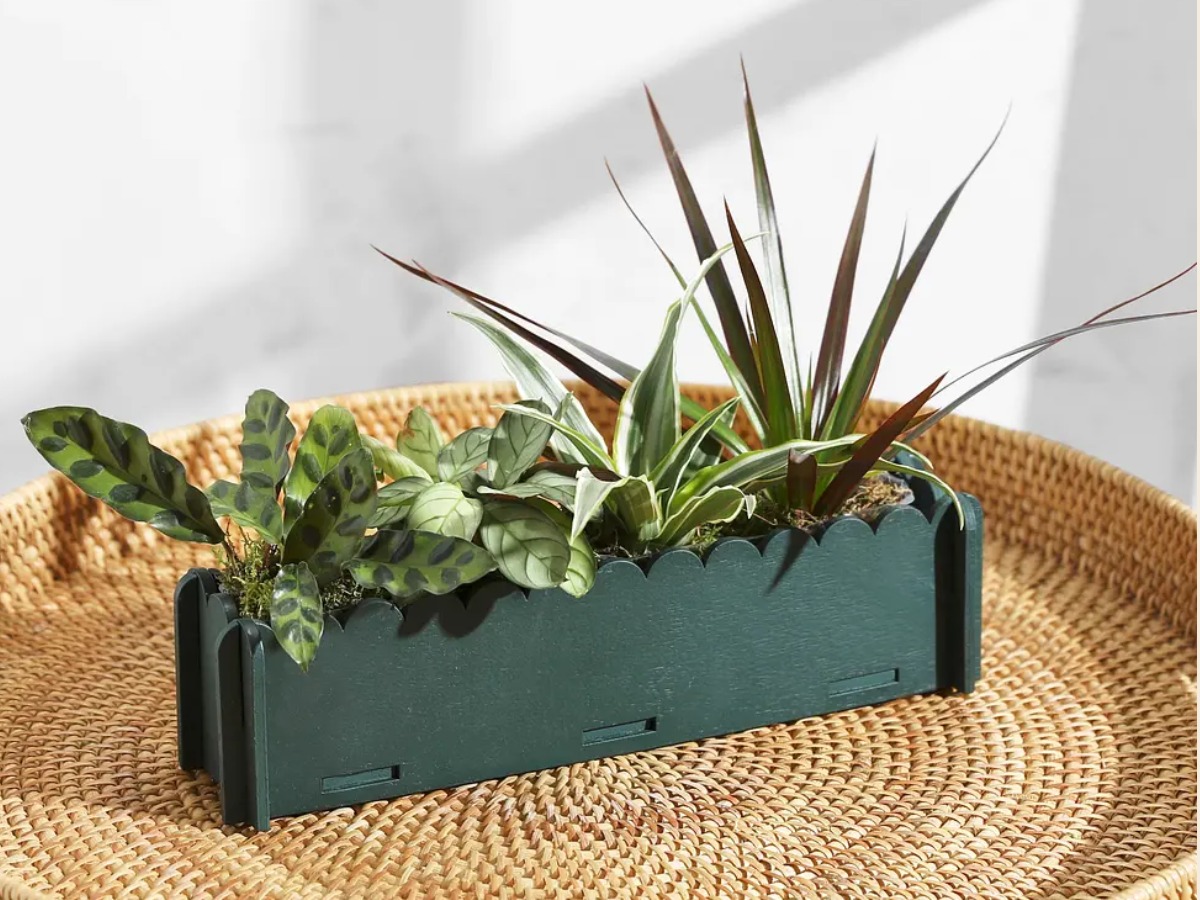 Bloom and Wild Letterbox Houseplants gift under £30 in the UK
